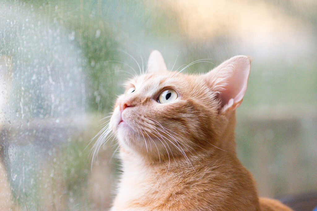 梅雨時期の猫