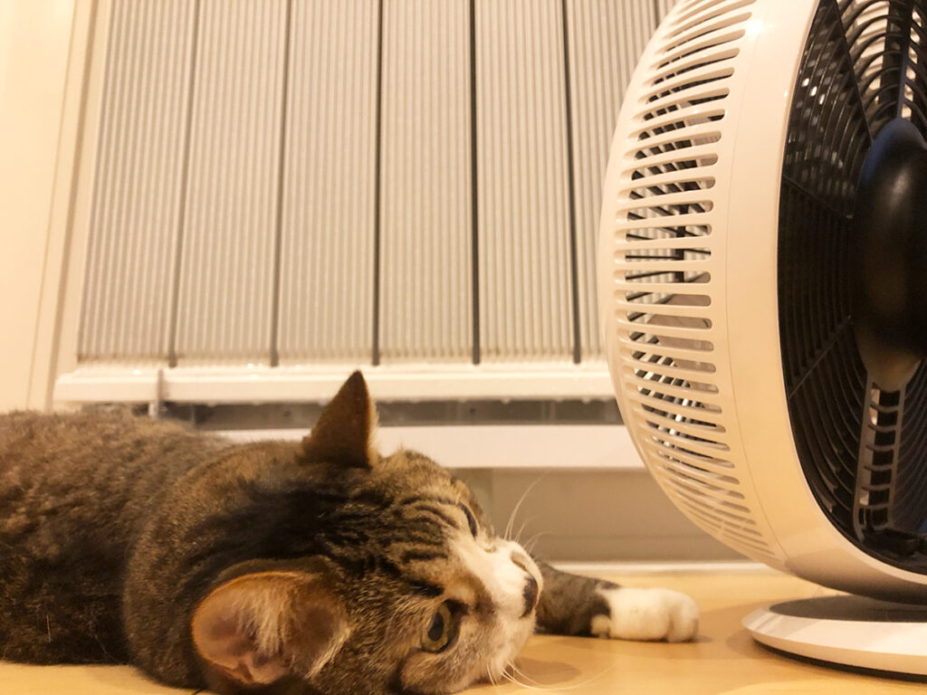 輻射式冷暖房と扇風機と猫